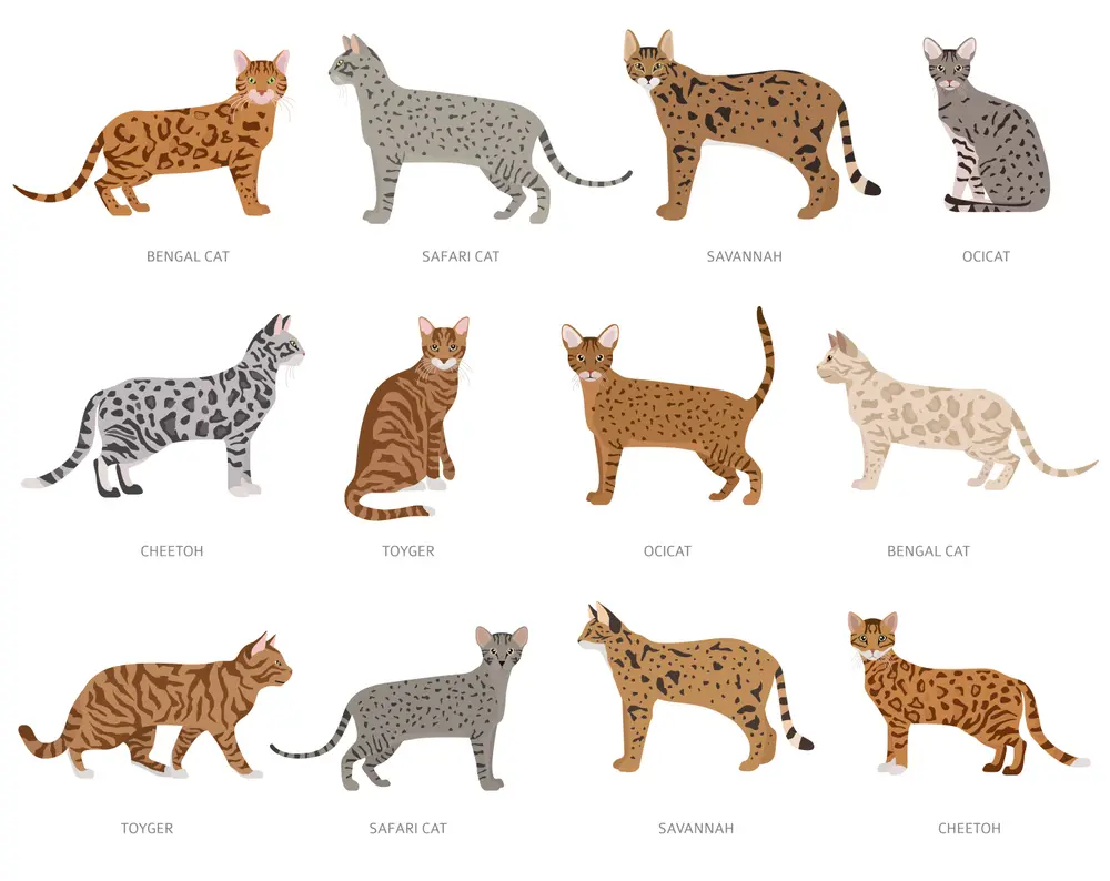 أنواع القطط ( القط السيامي، القط الفارسي، القط الشيرازي، القط الأمريكي قصير الشعر، القط البنغالي، القط البيرماني، القط الأوروبي قصير الشعر، قط الهيمالايا، القط الروسي الأزرق )