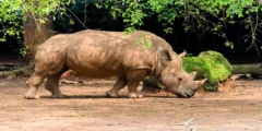 معلومات عن وحيد القرن السومطري