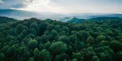 أهمية الغابة في الحفاظ على التوازن البيئي